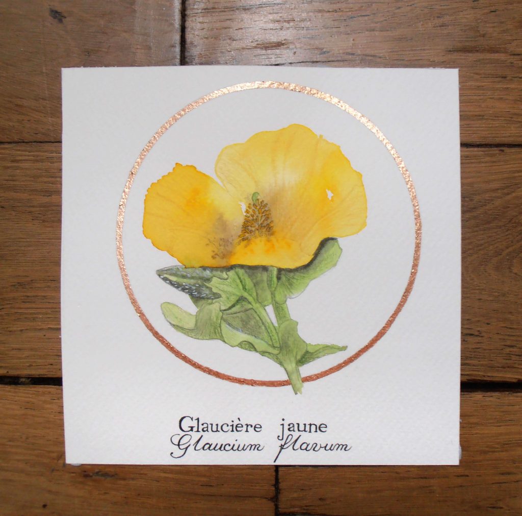 Illustration naturaliste botanique à l'aquarelle de la glaucière jaune