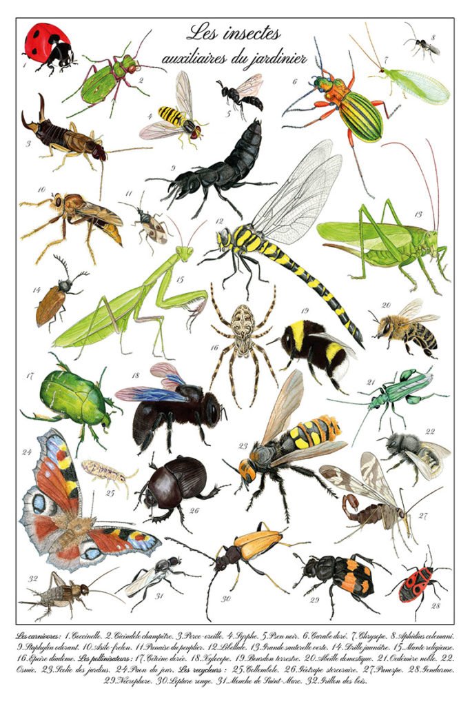 Les Insectes Auxiliaires Du Jardinier Alicia P nicaud Illustrations
