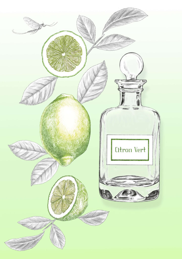 Illustration packaging cosmétique, parfum, huiles essentielle, illustration beauté, citron vert