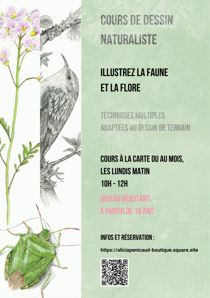 cours de dessin naturaliste, Limoges, cours de dessin à Limoges. illustration naturaliste, dessin naturaliste, Alicia Pénicaud Illustrations